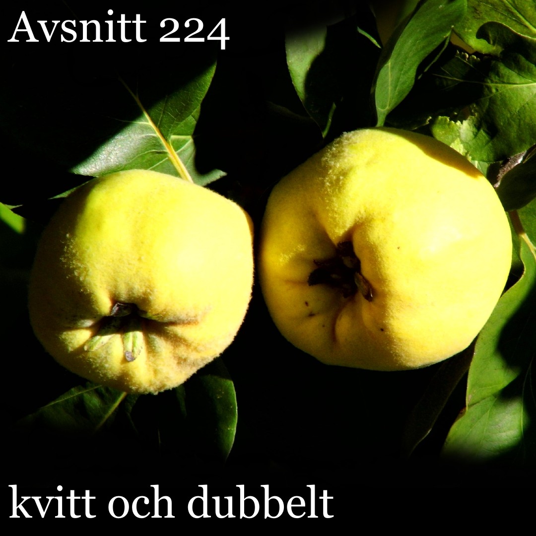 Wikipediapodden